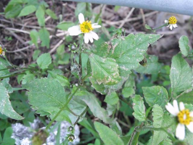 Bidens pilosa